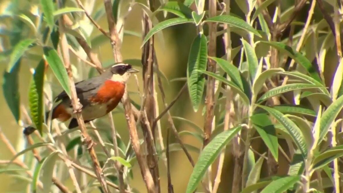 Birds of Peru – Cuzco – Machupicchu – Condor – Chonta – Machupicchu – Huacarpay lake Birds of Peru - Cuzco - Machupicchu - Condor - Chonta - Machupicchu - Huacarpay lake
