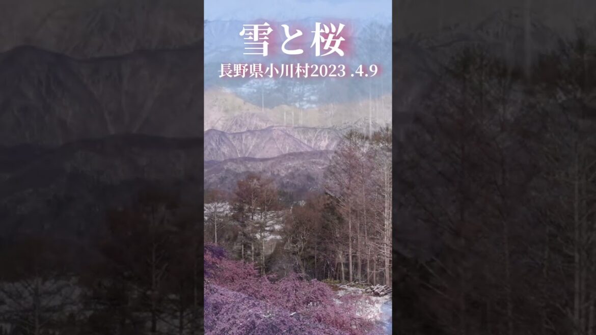 長野県小川村雪と桜Japan Nagano Prefecture Ogawa village snow and cherry blossoms 長野県小川村雪と桜Japan Nagano Prefecture Ogawa village snow and cherry blossoms