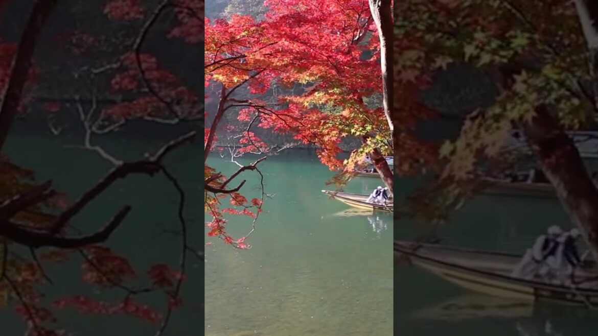 Just Another Gorgeous Day in One of Japan's Most Beautiful Destinations! #kyoto  #japan  #asmr