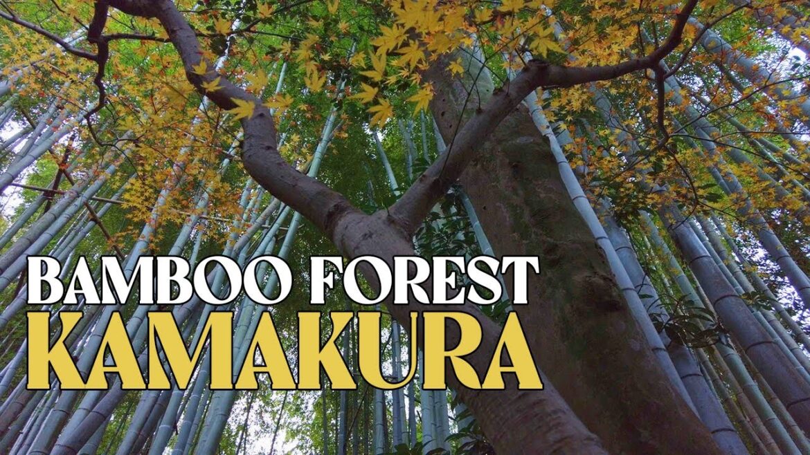 Finding Inner Peace in Hokokuji Temple’s Serene Bamboo Groves in Kamakura Finding Inner Peace in Hokokuji Temple's Serene Bamboo Groves in Kamakura