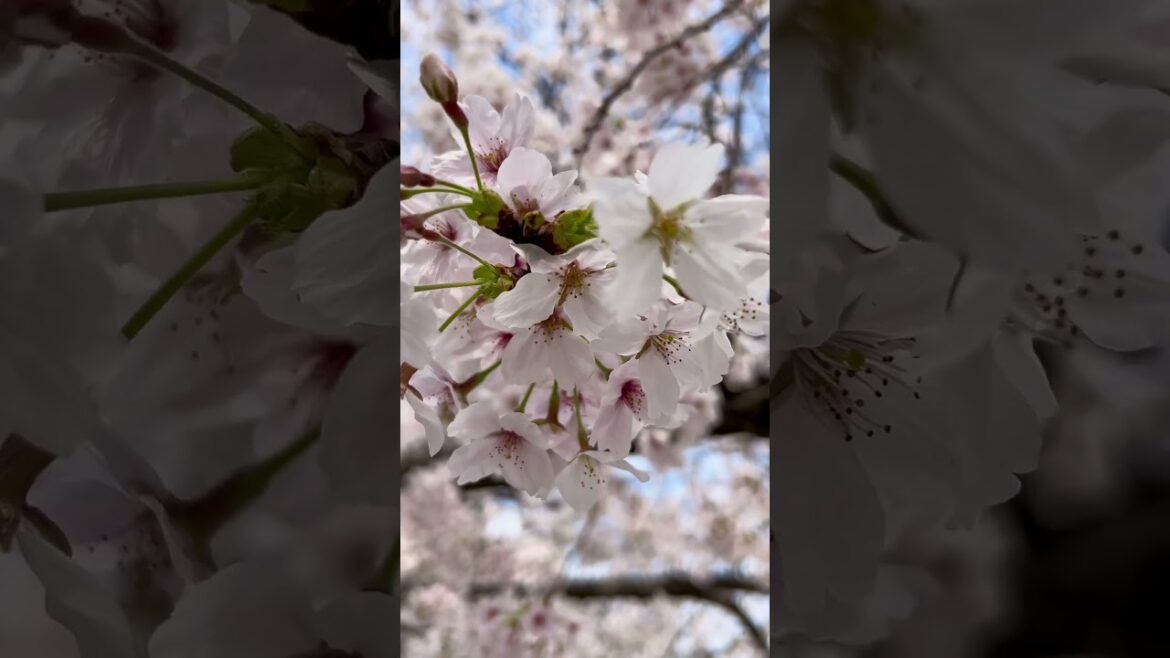 Fukuoka, Japan, Cherry Blossom Festival