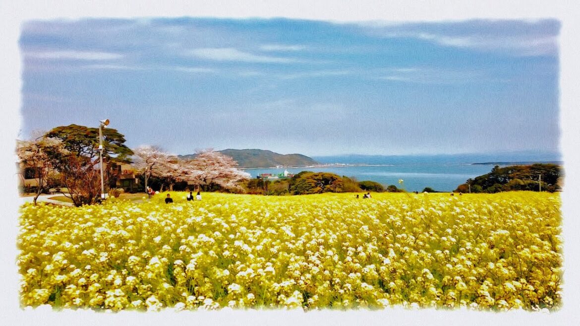 Beautiful Island Cherry Blossoms in Japan 2023（Fukuoka,Nokonoshima Island Park 1/2）4K ASMR