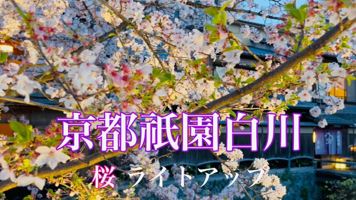 2023年4月1日 京都祇園白川 外国人観光客に人気の桜🌸のライトアップを歩く 【4K】Walk in Kyoto,Japan