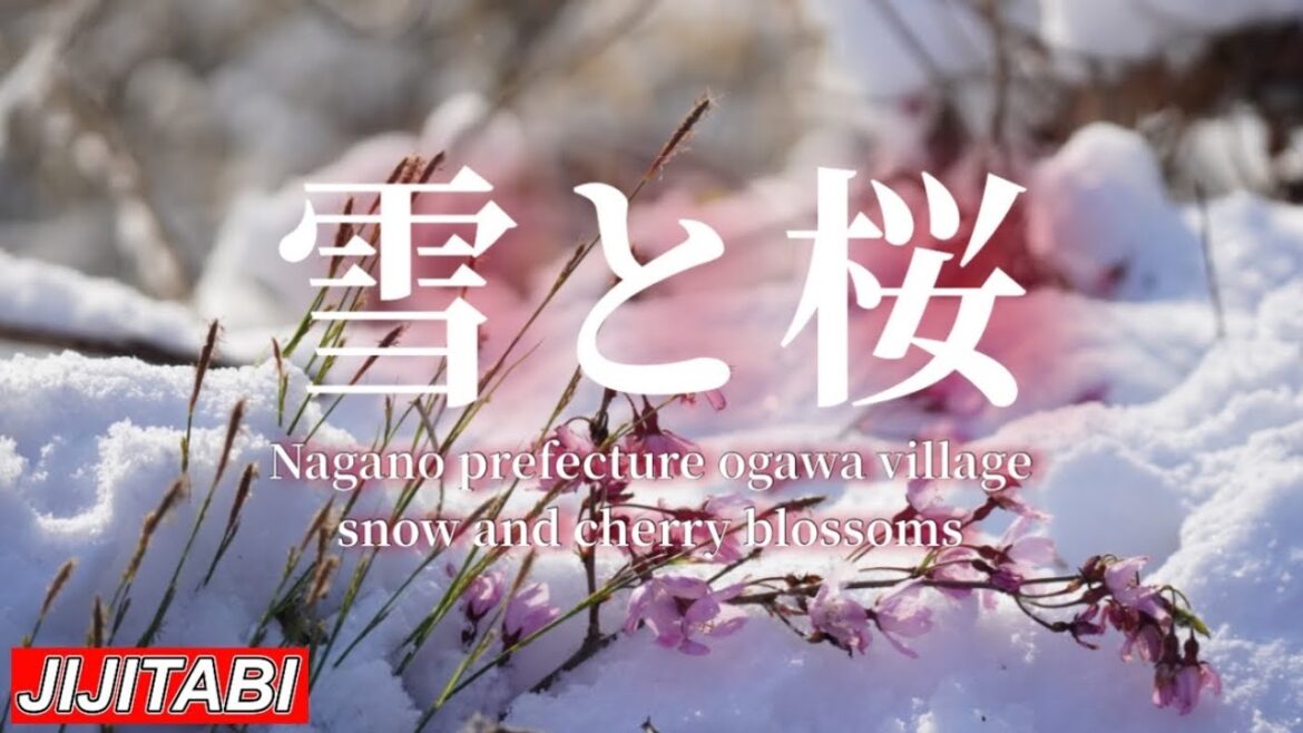 雪と桜【長野県小川村】snow and cherry blossoms ogawa village nagano prefecture japan撮影日2023.4.9 雪と桜【長野県小川村】snow and cherry blossoms ogawa village nagano prefecture japan撮影日2023.4.9