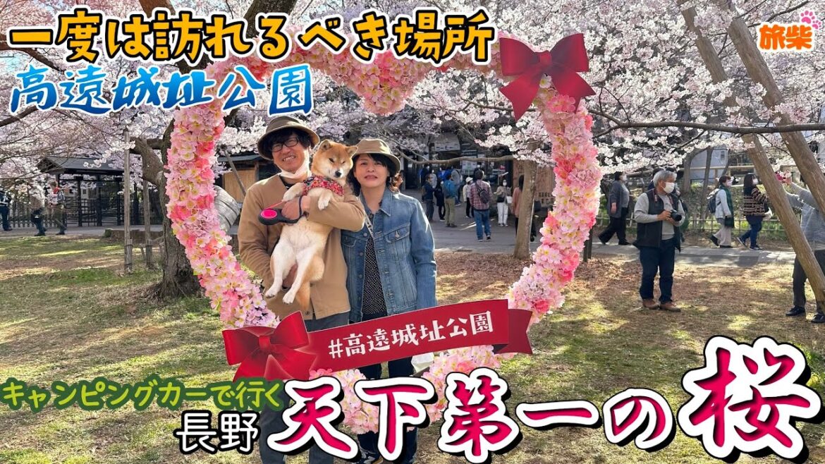【キャンピングカーで柴犬と行く】長野県 高遠城址公園の満開の桜