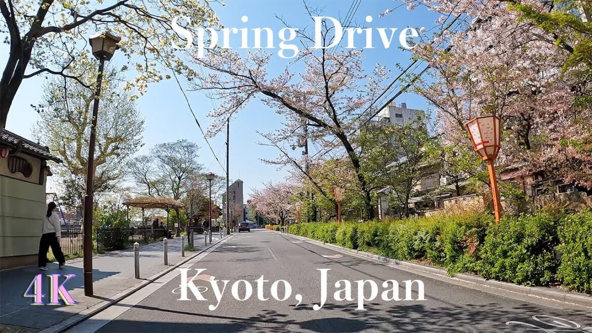 Spring | Drive in Kyoto Japan | Cherry Blossoms | Sakura