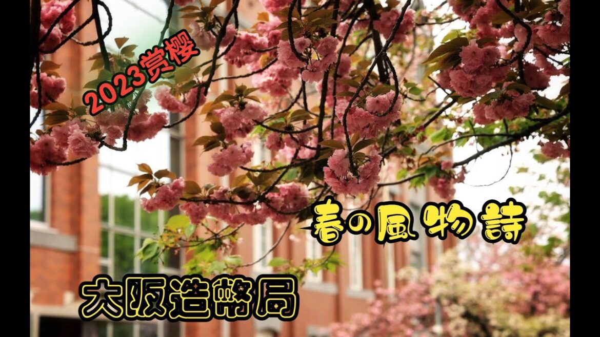 「外国人目線の日本」大阪の春の風物詩、造幣局の八重桜|The  Cherry Blossoms  in  OSAKA MINT  BUREAU