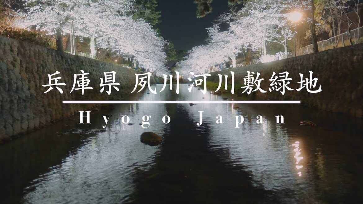 【兵庫】水面に映る絶景の夜桜ライトアップ. "夙川河川敷緑地(夙川公園)"を散策 | Hyogo,Japan 4K |FUJIFILM X-T5