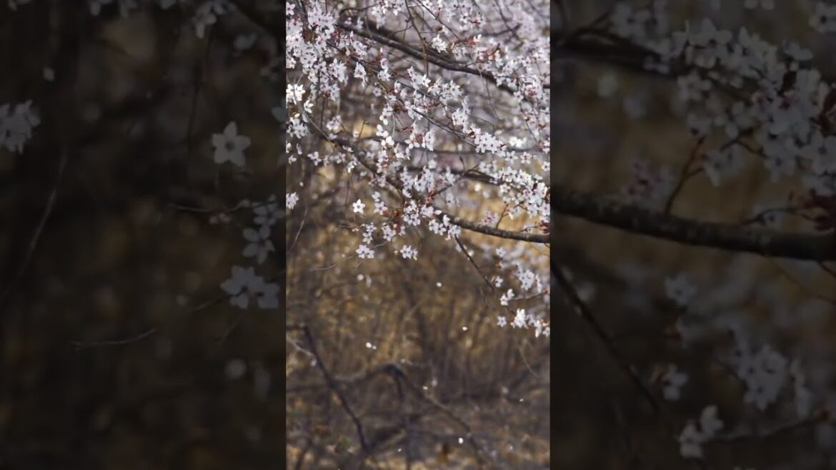Beautiful japanese #shorts #japan #relaxing