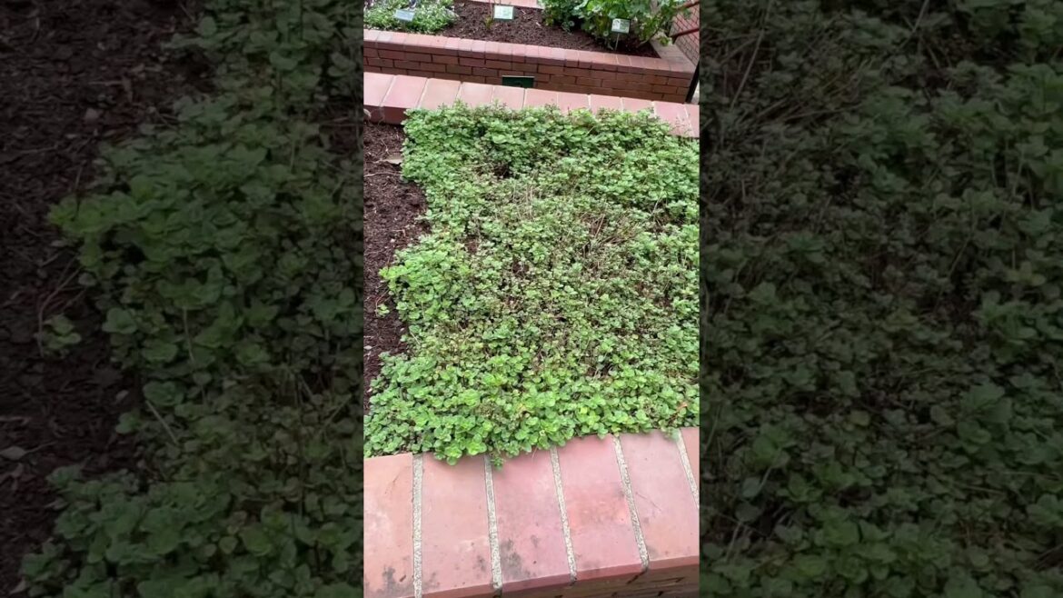 Walking down Kobe Nunobiki Herb Garden. - Kobe, Japan. #shorts #travel #japan #kobe #herbgarden