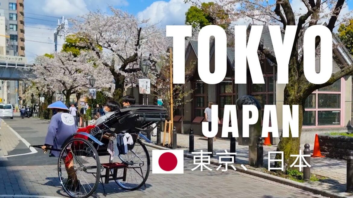 Unbelievable Tokyo Sight: Don't Miss the "Sakura" Miracle! (2023 drone) Japan