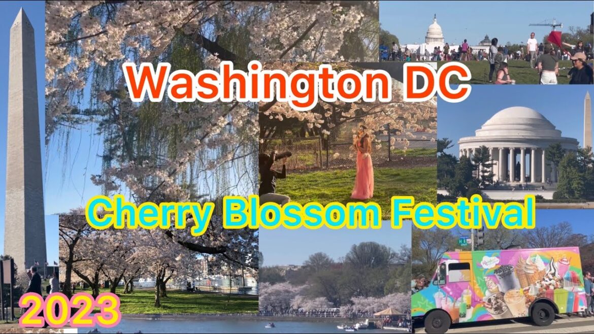 Washington DC || National Cherry Blossom Festival ||2023