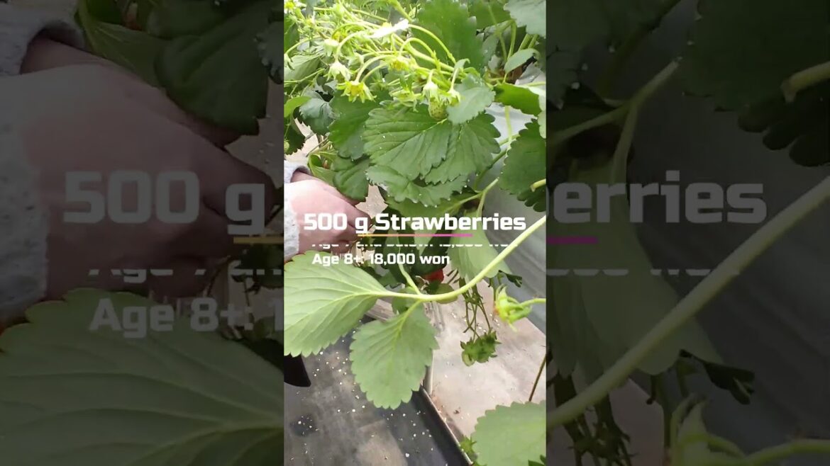 Jicho Strawberry Farm in Suwon, South Korea #strawberry