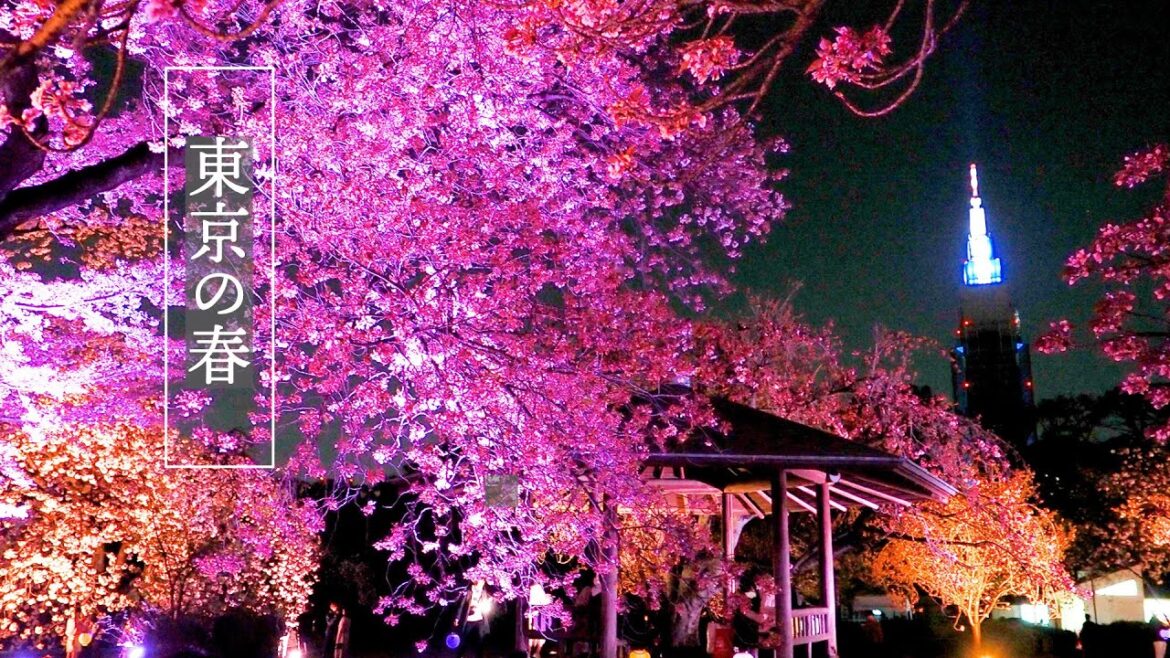 【Cherry and Azalea blossoms】 Double-flowered cherry and Azalea blossom’s season in TOKYO 八重桜と#ミツバツツジ 【Cherry and Azalea blossoms】 Double-flowered cherry and Azalea blossom's season in TOKYO 八重桜と#ミツバツツジ
