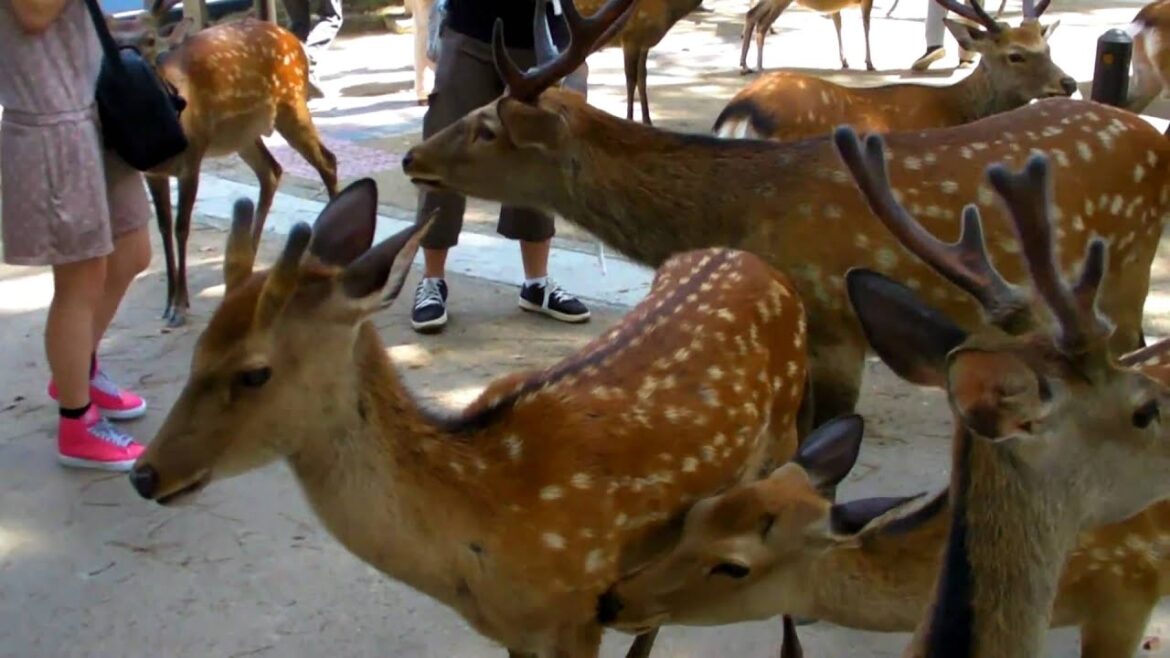 Japan 2010! P.20 Nara!