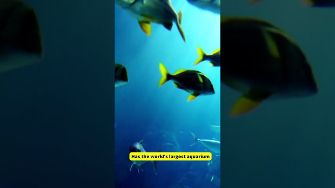 OSAKA CITY FACTS JAPAN, #shorts OSAKA CITY FACTS JAPAN, #shorts