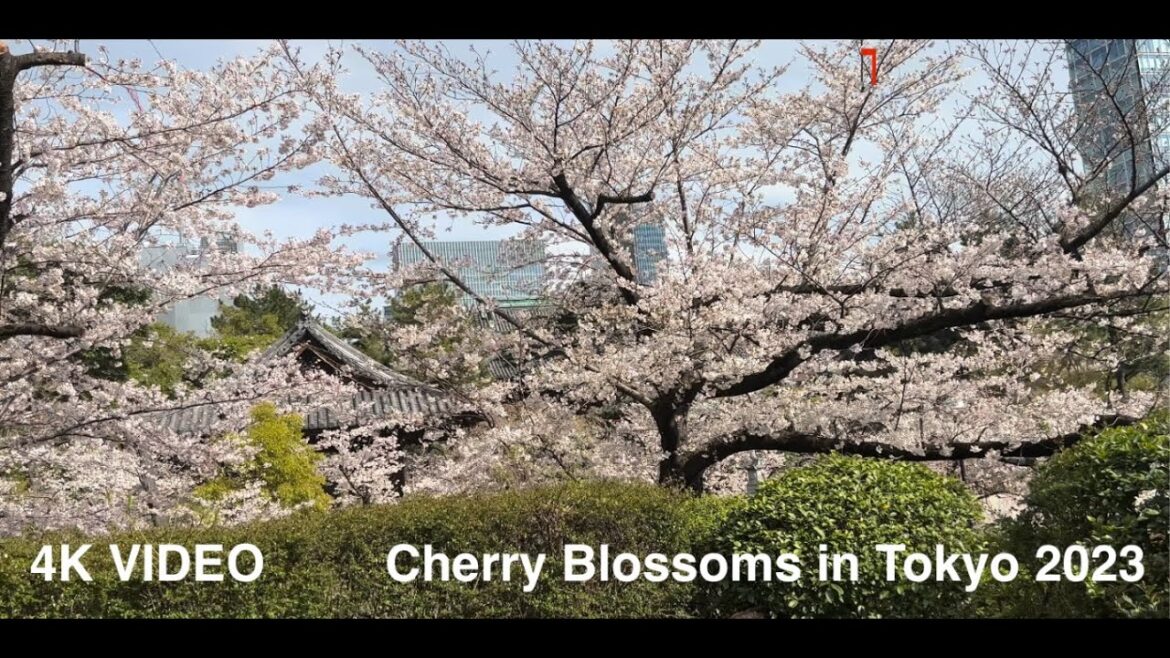Cherry Blossom in Japan 2023 | Tokyo in Bloom: Exploring the City's Cherry Blossom Spots | 4K Video