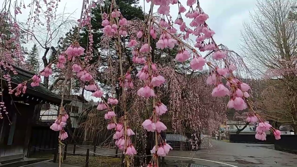 2023年【角館の桜】開花状況　4月8日