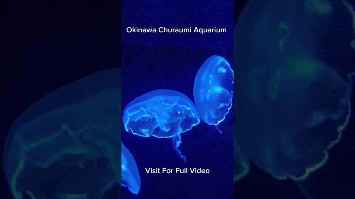 Okinawa Churaumi Aquarium #shorts #japanvlog