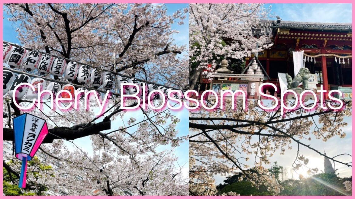 東京の桜🌸浅草寺/ 浅草神社/ 隅田公園/ 新宿御苑［Trip vlog］Sakura Cherry Blossom Spots in TOKYO JAPAN