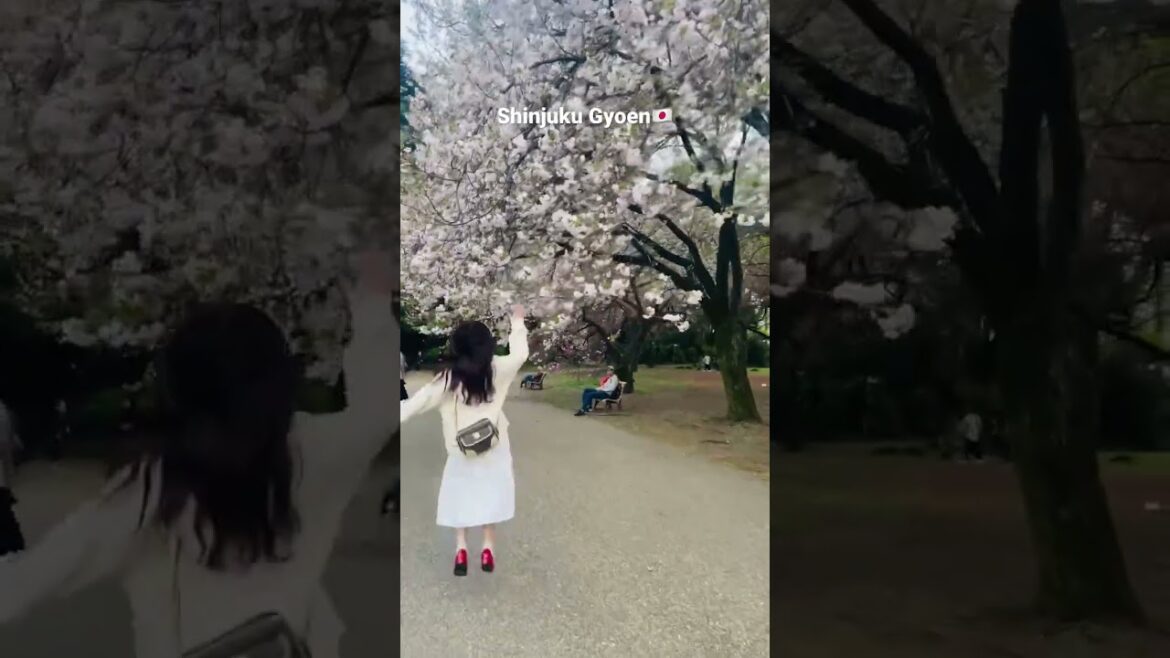 Hanami at Shinjuku Gyoen🌸#japantravel #japantrip #japan #shinjukugyoen #cherryblossom #spring