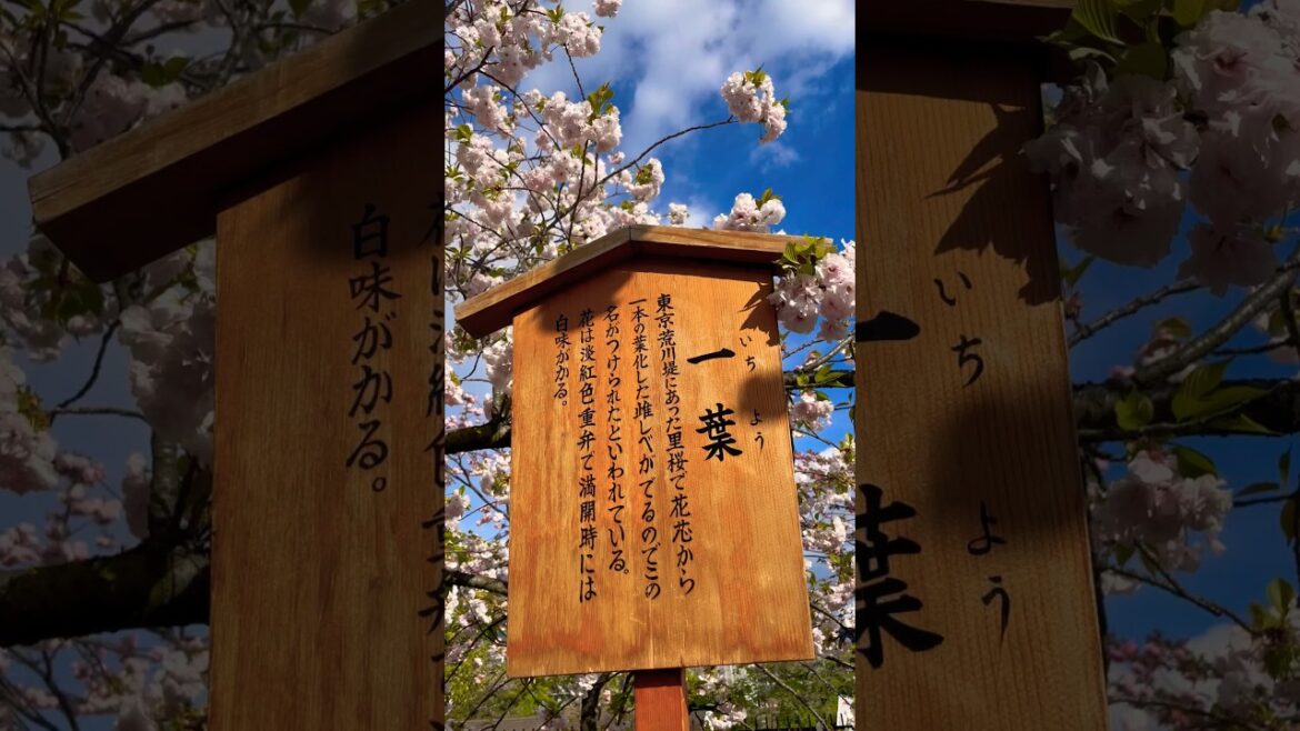 造幣局桜の通り抜け🌸 #japan #اليابان #traveljapan #dakara #osaka #造幣局 #桜の通り抜け #造幣局桜の通り抜け #sakura #shorts #桜