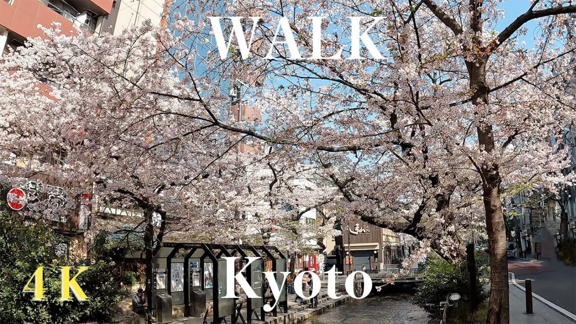 Walk in Kyoto | Spring | Cherry Blossoms | Takasegawa | Japan 4K