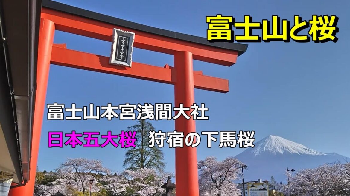 2023富士山と桜　富士山本宮浅間大社　日本五大桜　狩宿の下馬桜　Mount Fuji and cherry blossoms