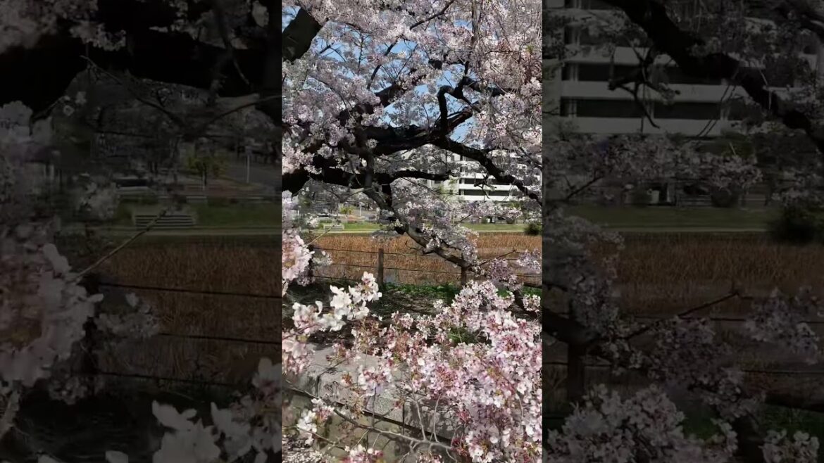 Sakura blossom in Fukuoka Castle, Japan 2023 #short #shorts