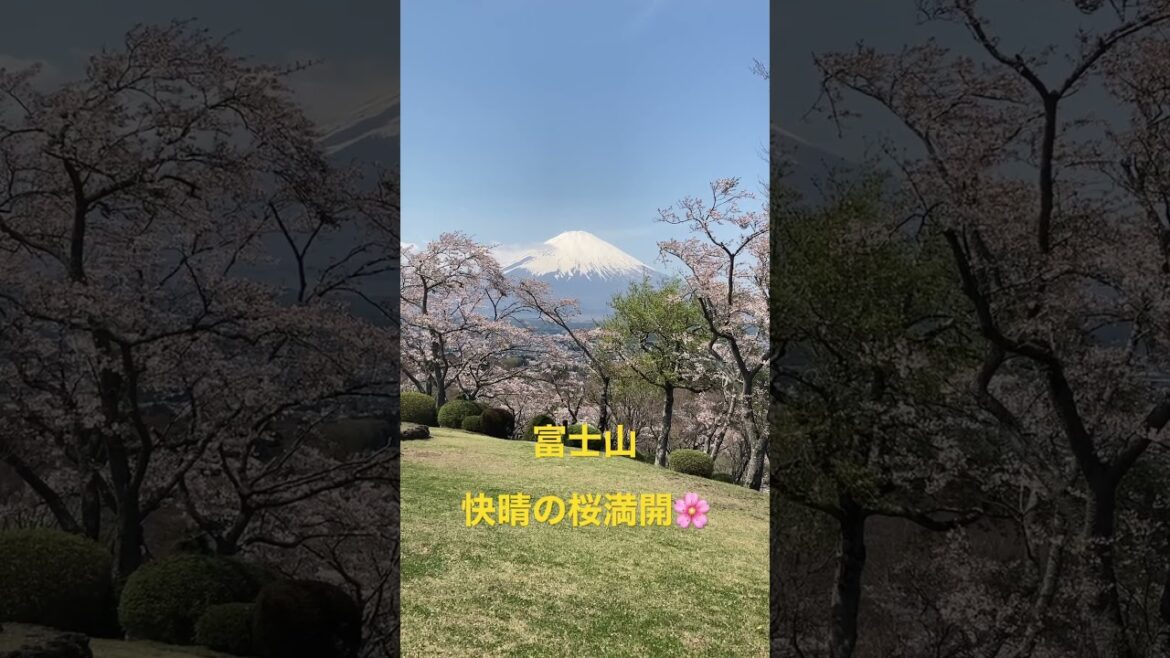 ⭐️パワースポット⭐️快晴の桜🌸満開の富士山🗻　全身にパワーをもらえます