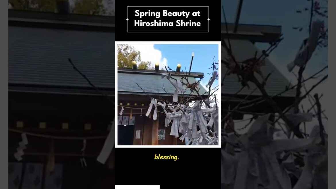 Spring UME plum blossoms & fortunes at Hiroshima shrine