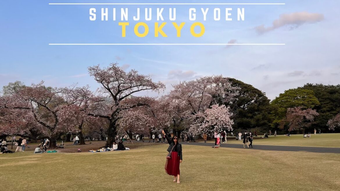 Tokyo Sakura 2023|Shinjuku Gyoen National Garden#Tokyo#Japan#Family#vlog#Anu CH