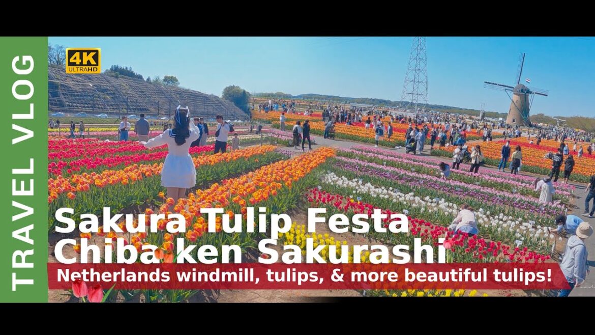 [4K] Sakura Tulip Festa : Chiba ken Sakurashi - 佐倉チューリップフェスタ2023年（千葉県佐倉市）