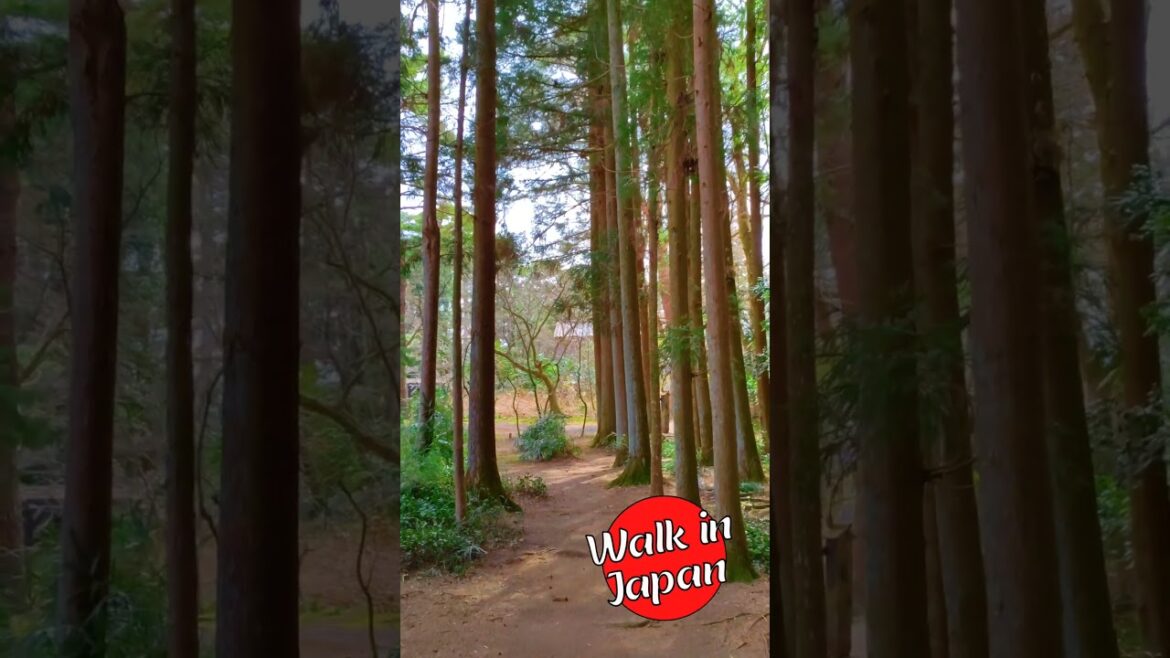 Tall Cedar Tree-lined Path #shorts #japan