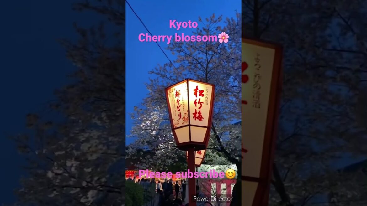 【KYOTO】cherry blossom in Maruyama park at night #japan #travel #pleasesubscribe #spring #shorts