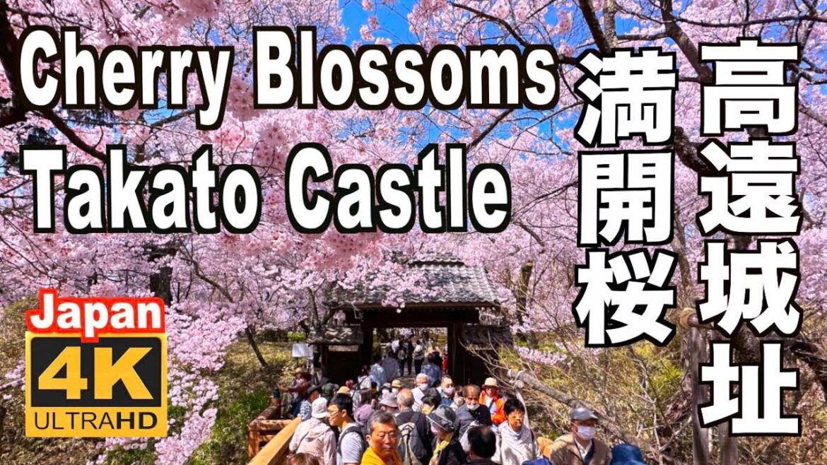 4K 高遠の桜 2023 Takato castle Cherry Blossom 高遠城址公園(Sakura) 日本の桜 花の名所 花見頃 長野観光 旅行 JAPAN 日本三大桜 伊那市 4K 高遠の桜 2023 Takato castle Cherry Blossom 高遠城址公園(Sakura) 日本の桜 花の名所 花見頃 長野観光 旅行 JAPAN 日本三大桜 伊那市
