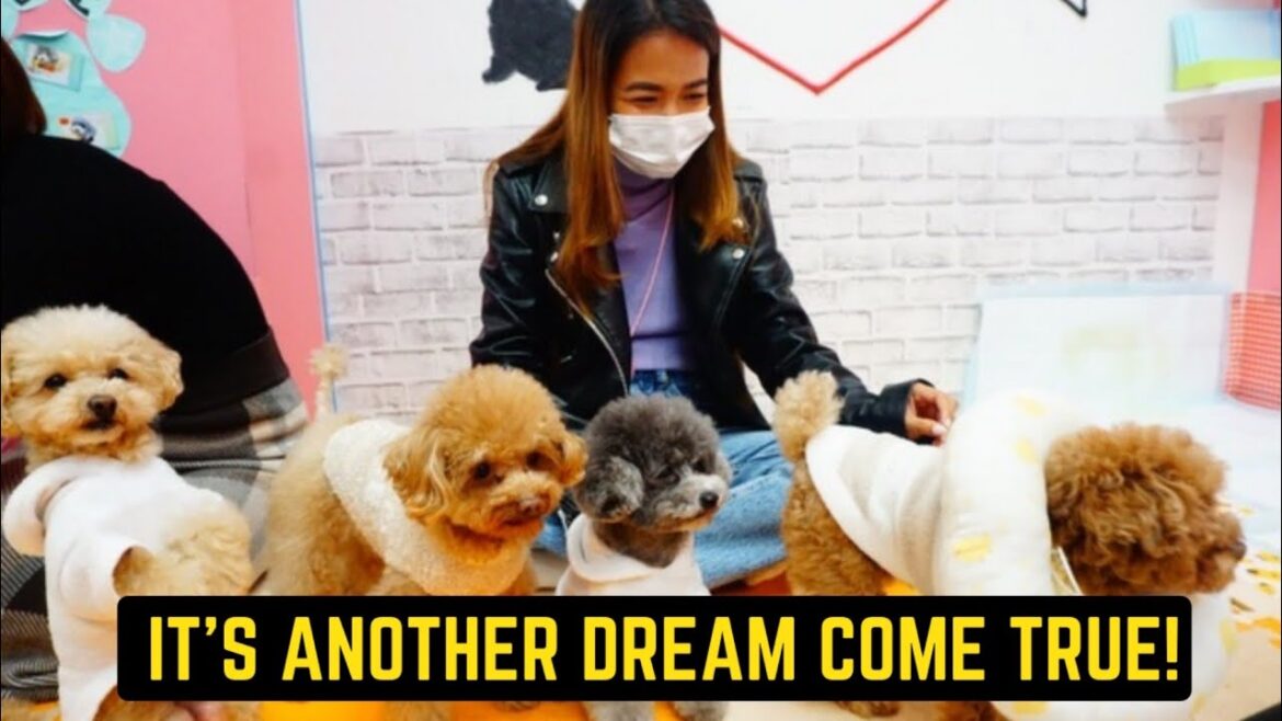 A Dream Come True In Akihabara – Tokyo Japan A Dream Come True In Akihabara - Tokyo Japan