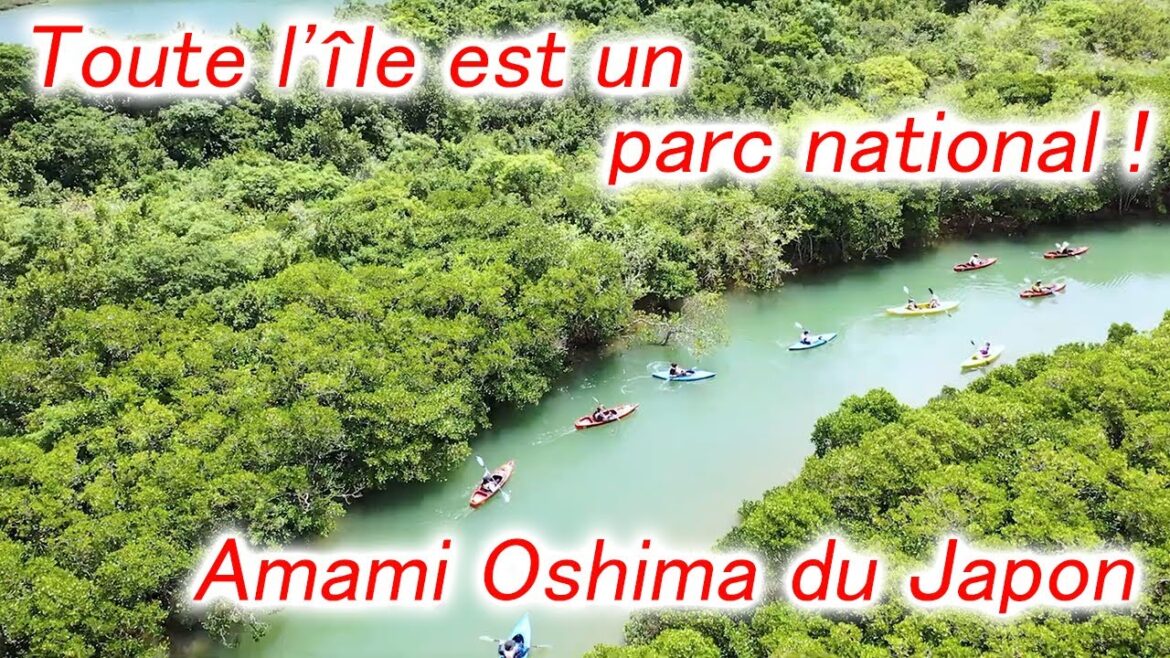 L'île Amami! Nager et plonger avec un climat subtropical au Japon