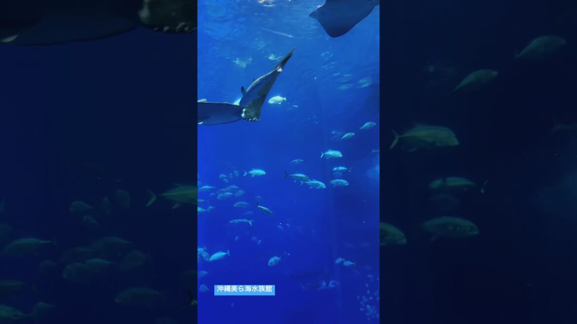 魚兒魚兒水中游 #沖繩 #鯨鯊 #魟 #水族館