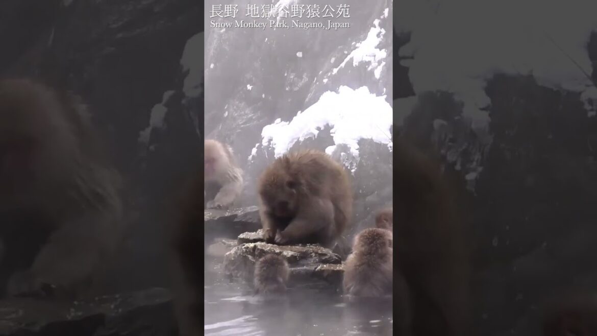 Feeding Time for Snow Monkeys at the Hot Springs in Japan! Don't miss their adorable antics! #Shorts
