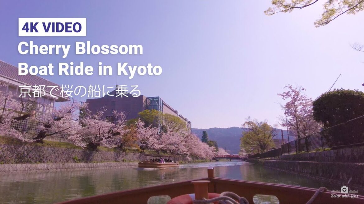 [4K] Kyoto Cherry Blossom Boat Ride #4k #京都 #花見