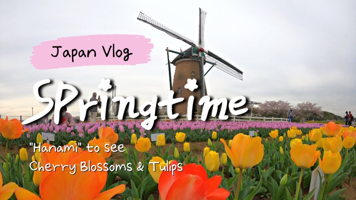 Spring Vlog: Hanami viewing cherry blossoms 🌸 sakura & tulips🌷 in Japan