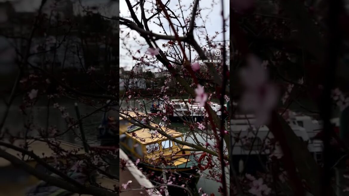 The sound of spring 🌸#shorts #cherryblossom #viral #fypシ #foryou