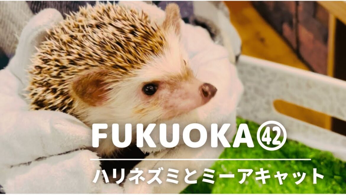 【行列ができる博多グルメ】オムライス いくら/ハリネズミカフェでミーアキャットとの触れ合い/博多ランチ・博多観光スポット・福岡ランチ・福岡観光スポット/ Kyushu Fukuoka HAKATA