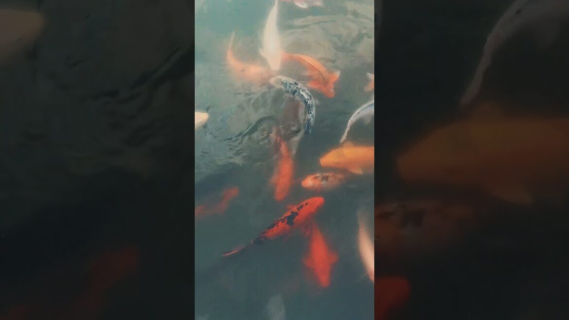 This is one of the best gardens in Pune🌼Pu La Deshpande garden #shorts #minivlog  #youtubeshorts