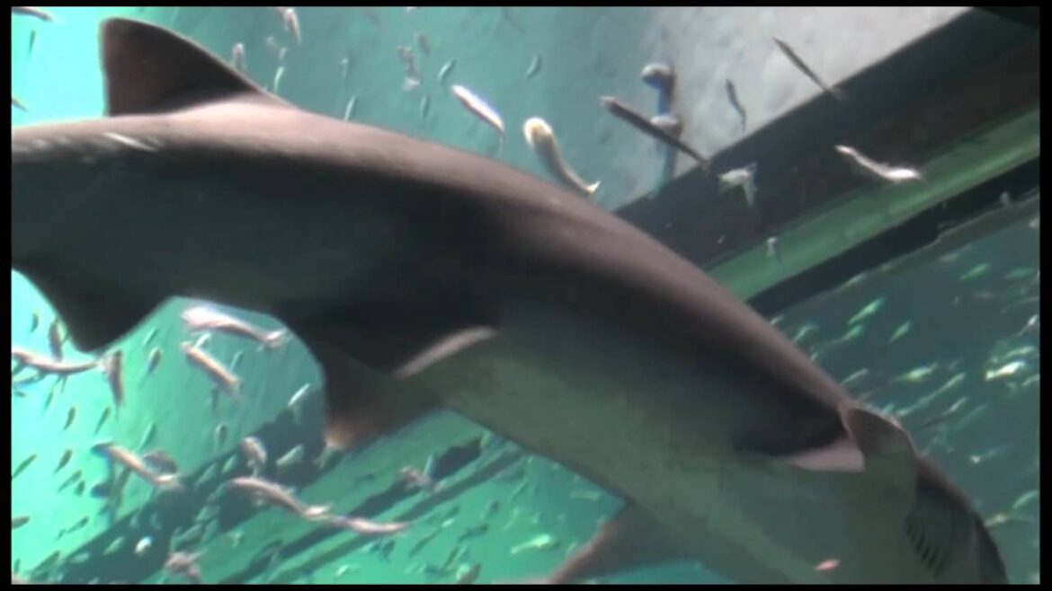 Japan 2012! P.6 Osaka Aquarium (Kaiyukan) P.2/2