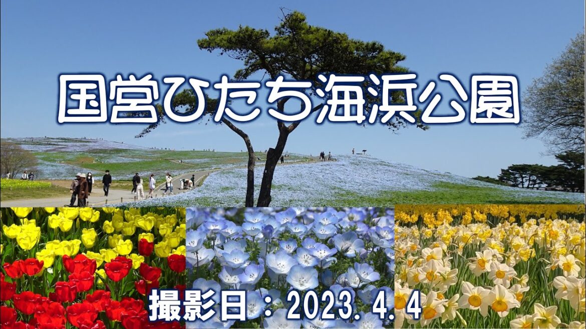 ２０２３年ネモフィラの見頃間近！　ひたち海浜公園