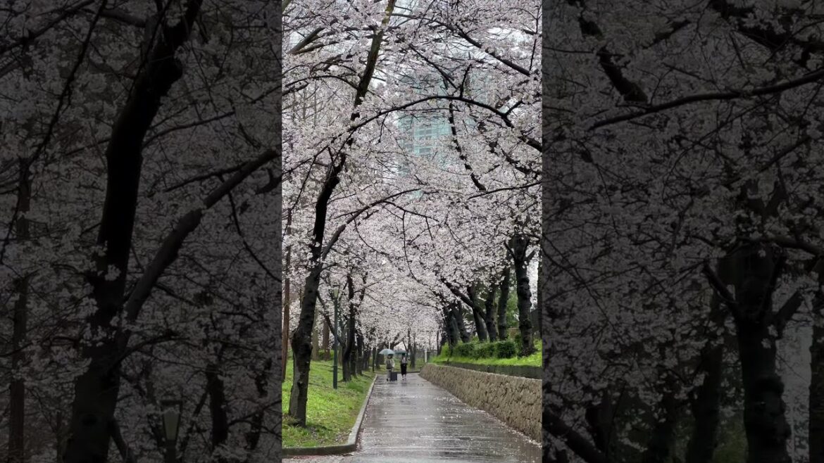 Sakura Japan on a cold and rainy day at Kema Sakuranomiya Park. #shorts #sakura #rainyday🥶