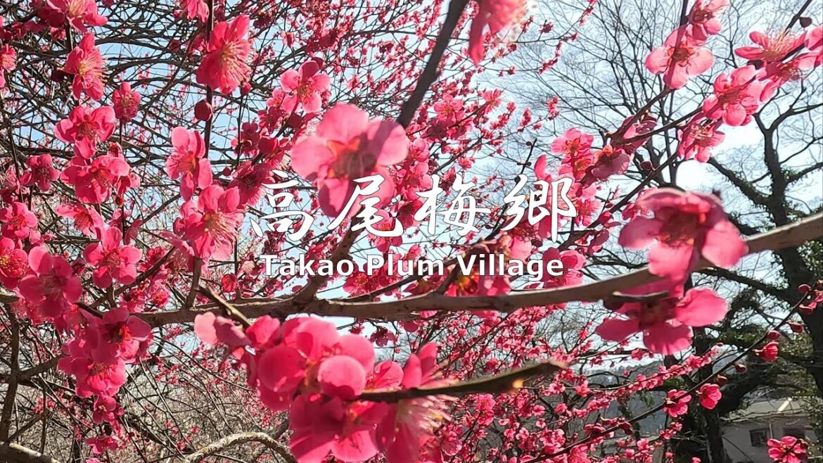 4K NON-STOP Walking around Takao Plum Village　高尾梅郷を歩く