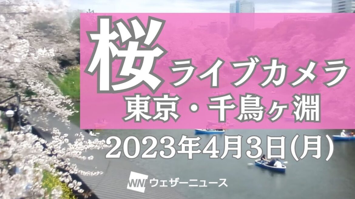 桜ライブカメラ／「東京都千代田区千鳥ヶ淵」ライブカメラより　2023年4月3日（月）